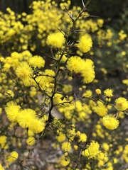 Acacia pulchella