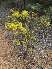 Acacia pulchella
