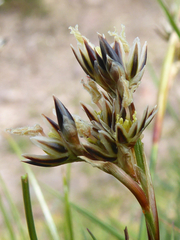 Juncus squarrosus