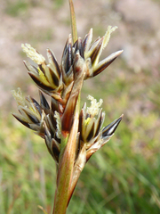 Juncus squarrosus