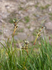 Juncus squarrosus