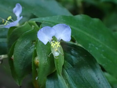 Commelina paludosa