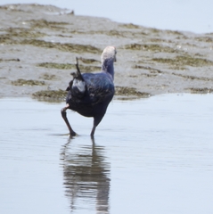 Porphyrio poliocephalus