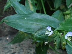 Commelina paludosa