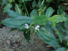 Commelina paludosa