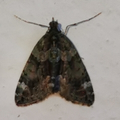 Chloroclysta siterata