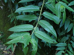Stachyurus himalaicus