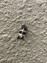 Phlogophora albovittata