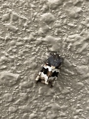 Phlogophora albovittata