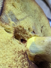Boletus huronensis