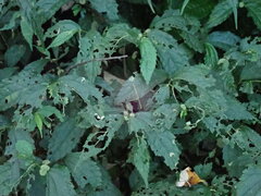 Elatostema cyrtandrifolium