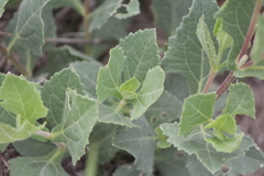 Verbesina pedunculosa