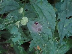Elatostema cyrtandrifolium