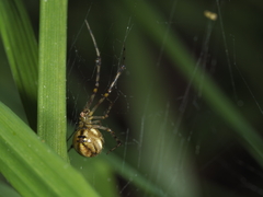 Theridion pyramidale