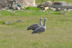 Cereopsis novaehollandiae