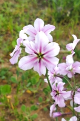 Leucocoryne purpurea