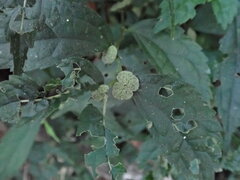 Elatostema cyrtandrifolium