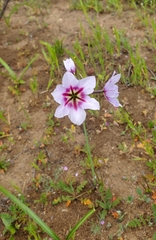 Leucocoryne purpurea