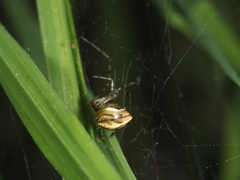 Theridion pyramidale
