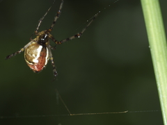 Theridion pyramidale