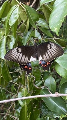 Papilio aegeus