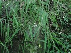 Capillipedium assimile