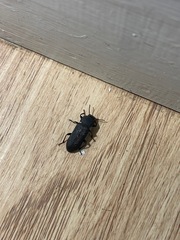 Tenebrio obscurus