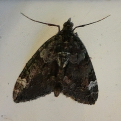 Chloroclysta siterata