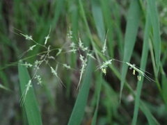 Capillipedium assimile