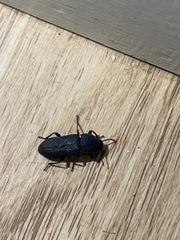 Tenebrio obscurus
