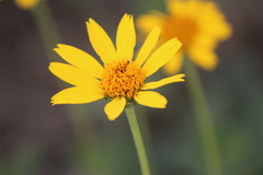 Verbesina pedunculosa