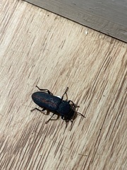 Tenebrio obscurus