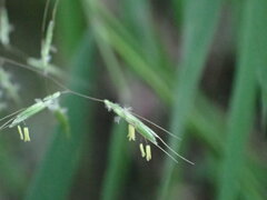 Capillipedium assimile