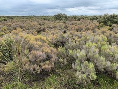Tecticornia arbuscula
