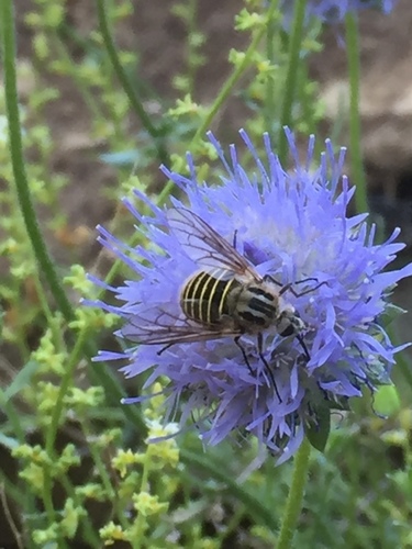 Protypusia incisa