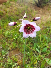 Leucocoryne purpurea