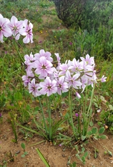 Leucocoryne purpurea