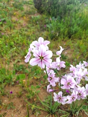Leucocoryne purpurea