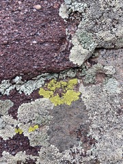 Acarosporaceae