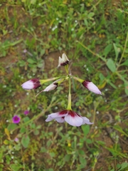 Leucocoryne purpurea