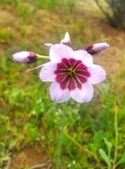 Leucocoryne purpurea