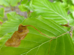 Orchestes fagi