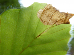 Orchestes fagi