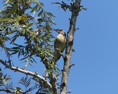 Acanthagenys rufogularis