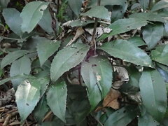 Ardisia cornudentata morrisonensis