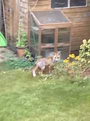 Vulpes vulpes crucigera