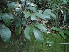 Ardisia cornudentata morrisonensis