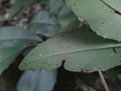 Ardisia cornudentata morrisonensis