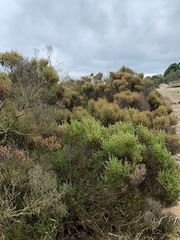 Tecticornia arbuscula