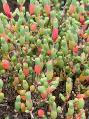 Tecticornia arbuscula